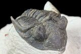 Bargain, Metacanthina Trilobite - Lghaft, Morocco #74150-4
